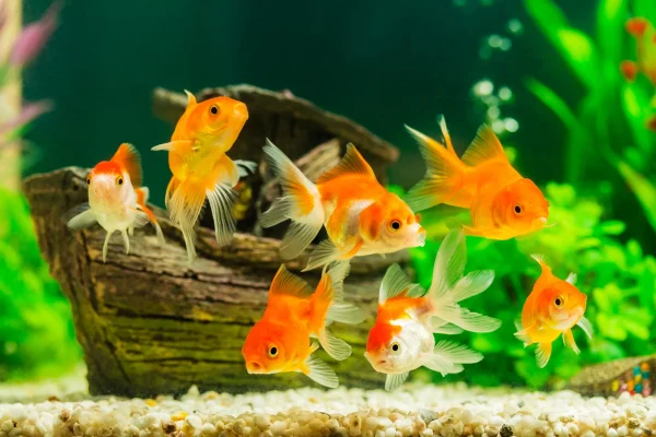 Butuh Jasa Kirim Ikan? Cargo Pengiriman Barang Siap Bantu