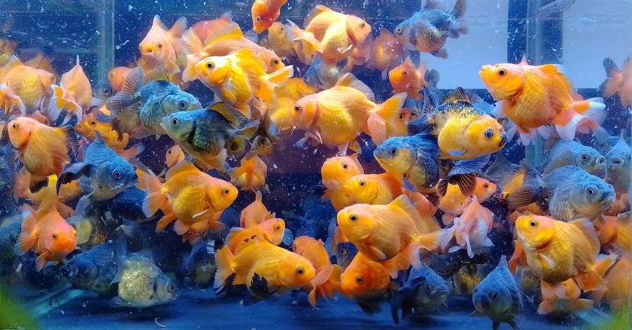 Cara Kirim Ikan Hidup yang Aman dan Mudah